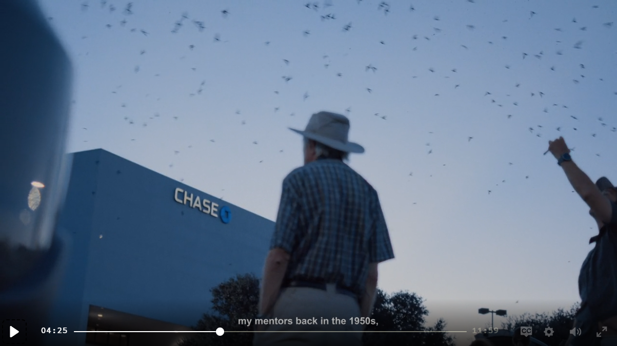 Dusk: a man in a cowboy hat watches martins swarm the sky above the Chase Bank building.