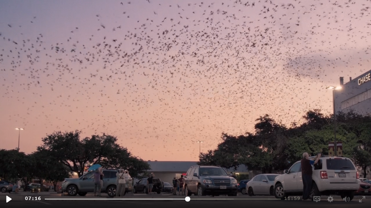 A dense murmuration of martins over the parking lot at sunset, watchers gathered by their cars.