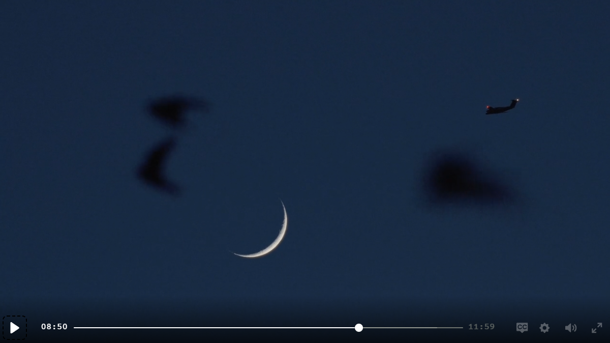 Night sky: a crescent moon, blurred martins, and a small plane crossing.
