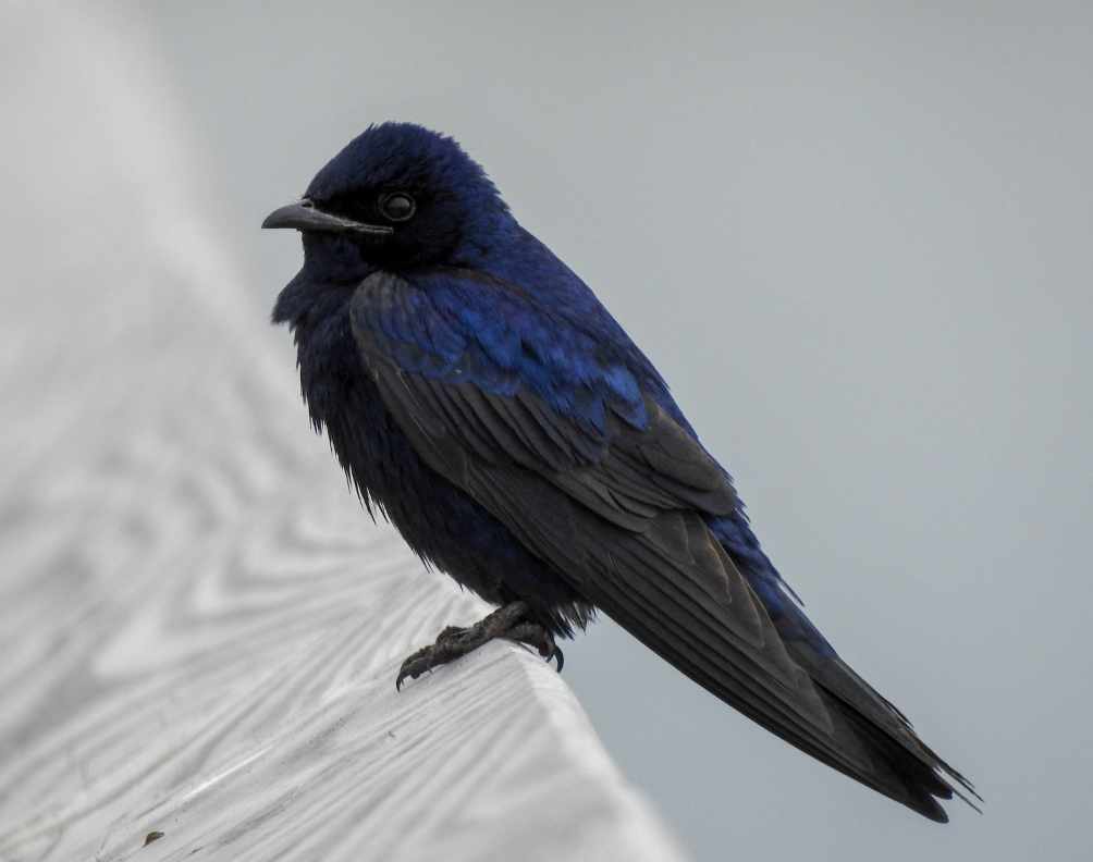 A Purple Martin (Progne subis) perched on a white-painted rail, iridescent blue-black plumage catching the light.