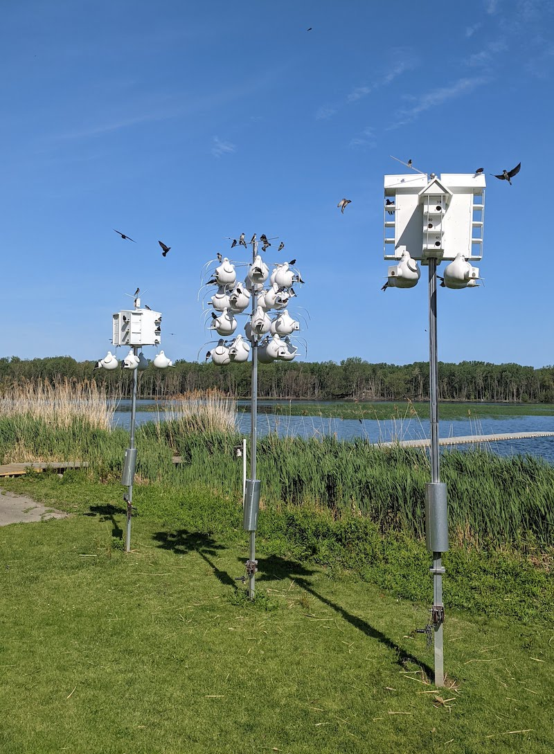 Contemporary white aluminium-and-plastic martin housing by a lake: rack-and-gourd clusters on poles with martins in flight.